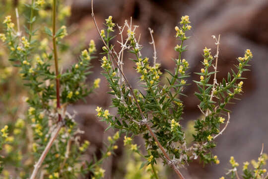 Image of bedstraw