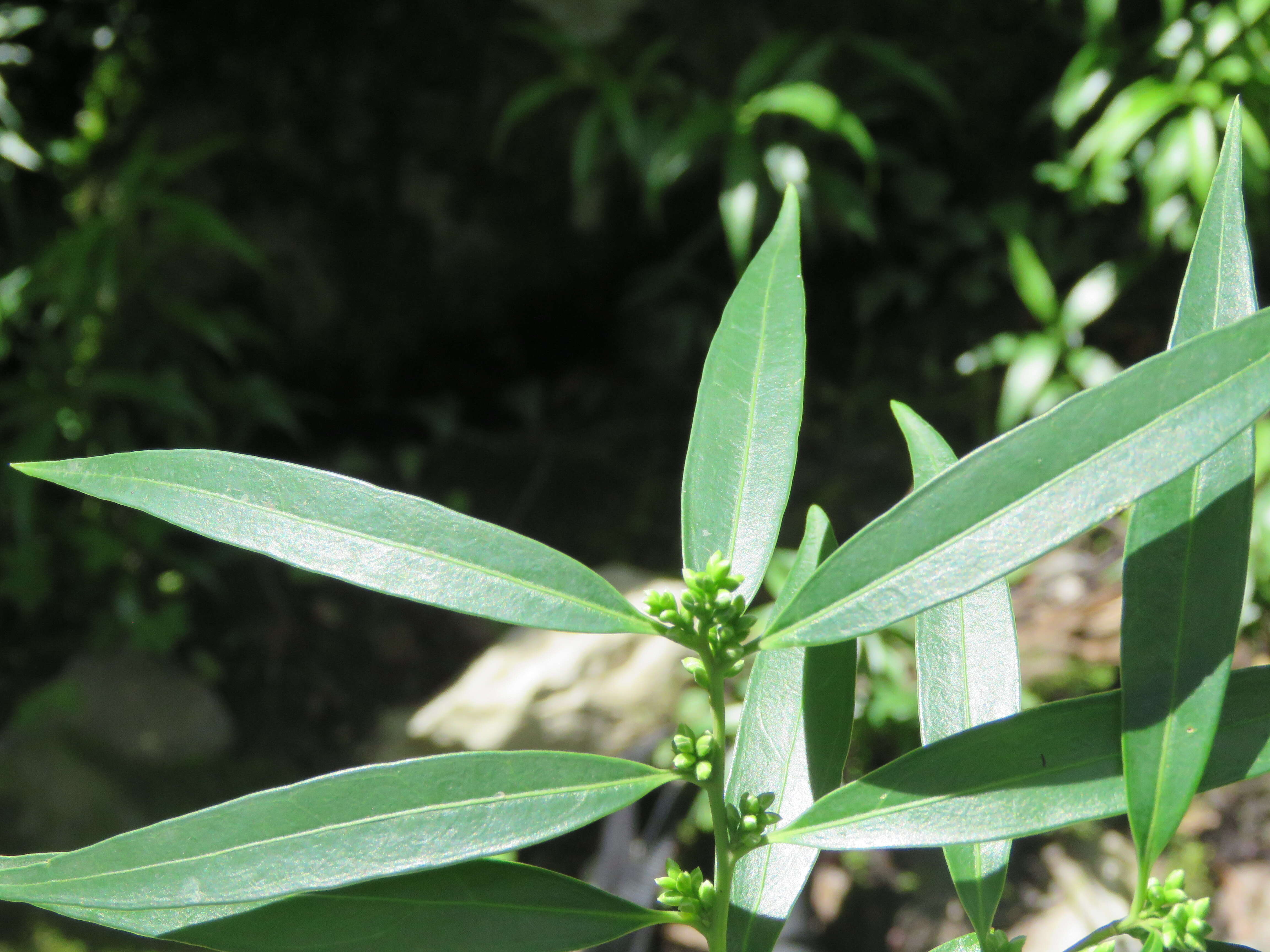 Image of Sarcococca saligna (D. Don) Müll. Arg.