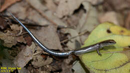 Image of Tsushima Ground Skink