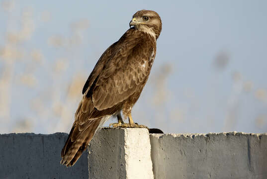 Image of Common Buzzard