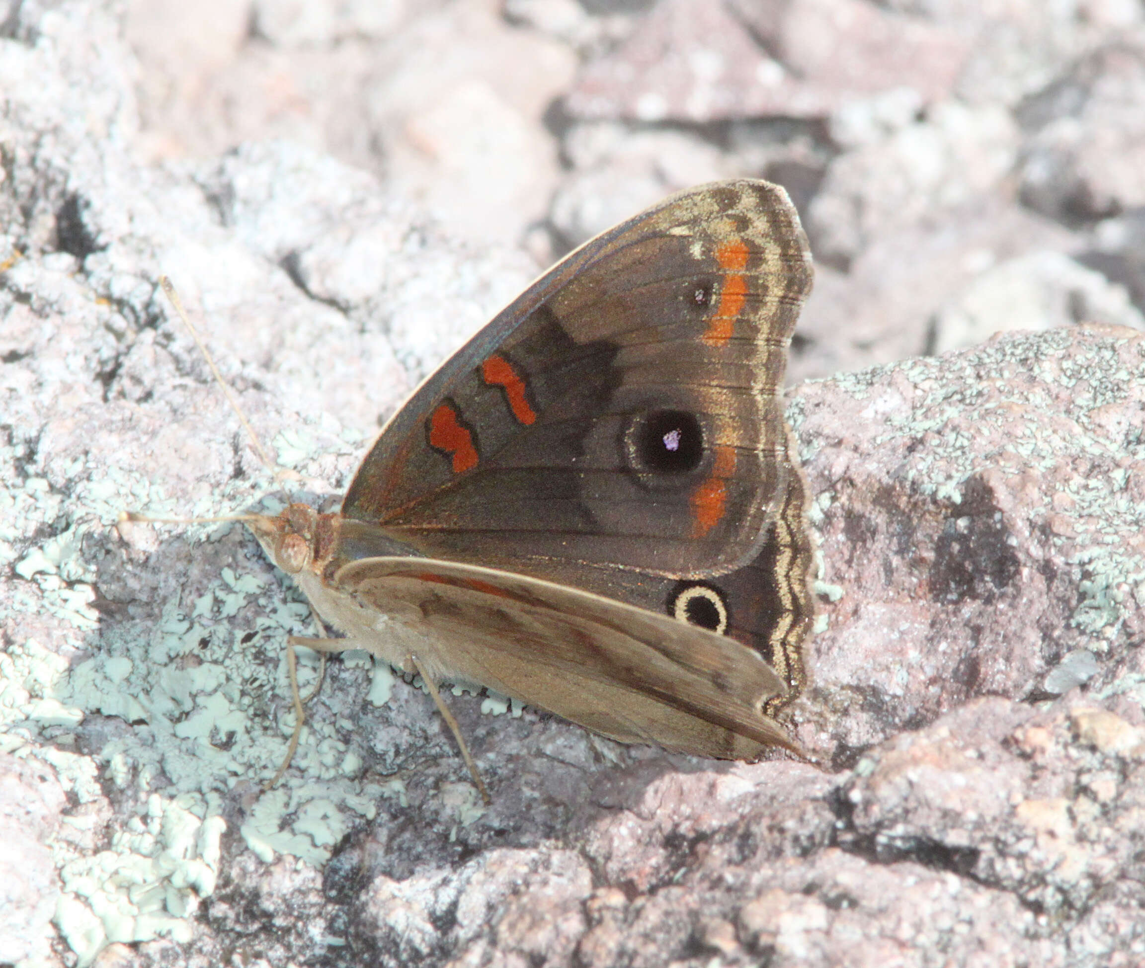 Image of Junonia nigrosuffusa Barnes & McDunnough 1916