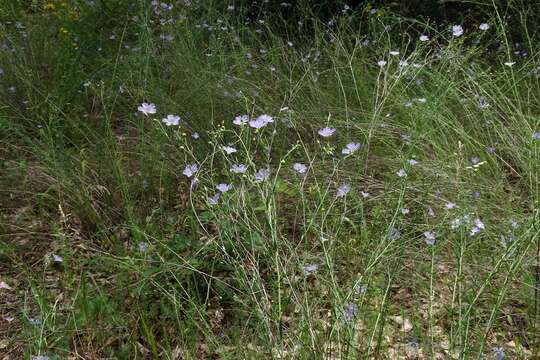 Image of Blue flax