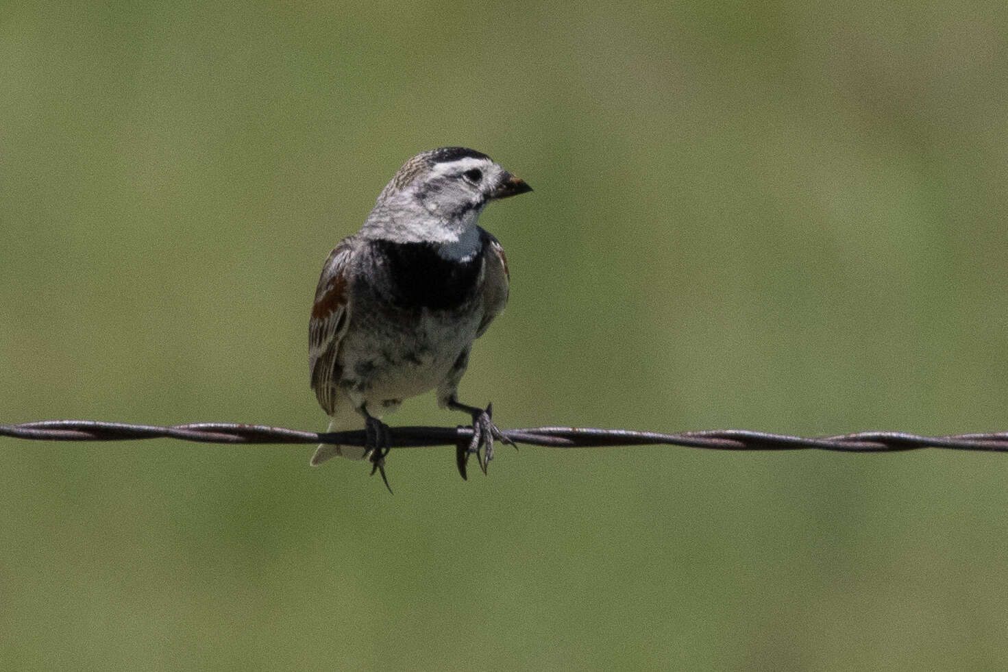 Image of Rhynchophanes Baird & SF 1858