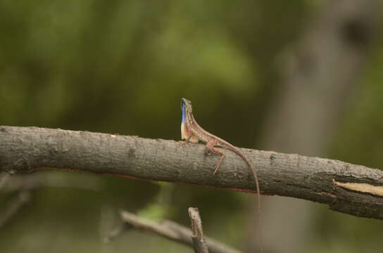 Image of Fan Throated Lizard