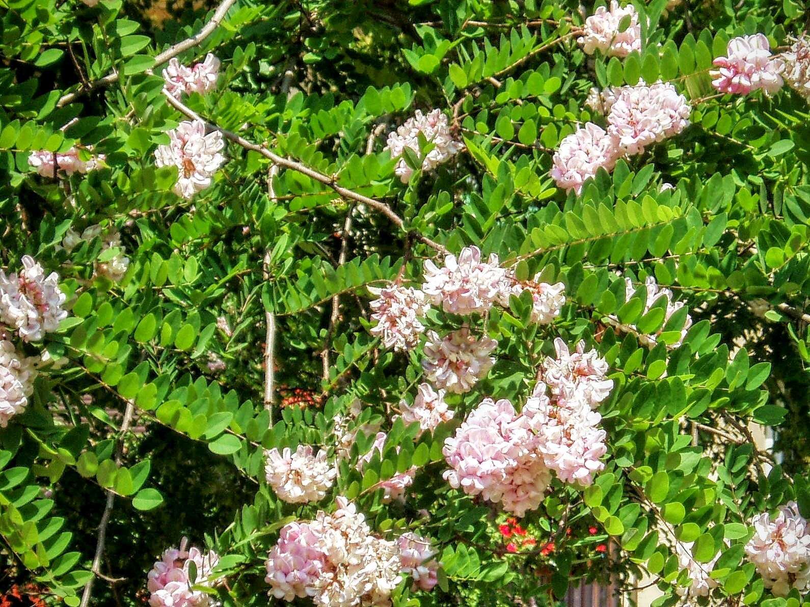 Image of clammy locust