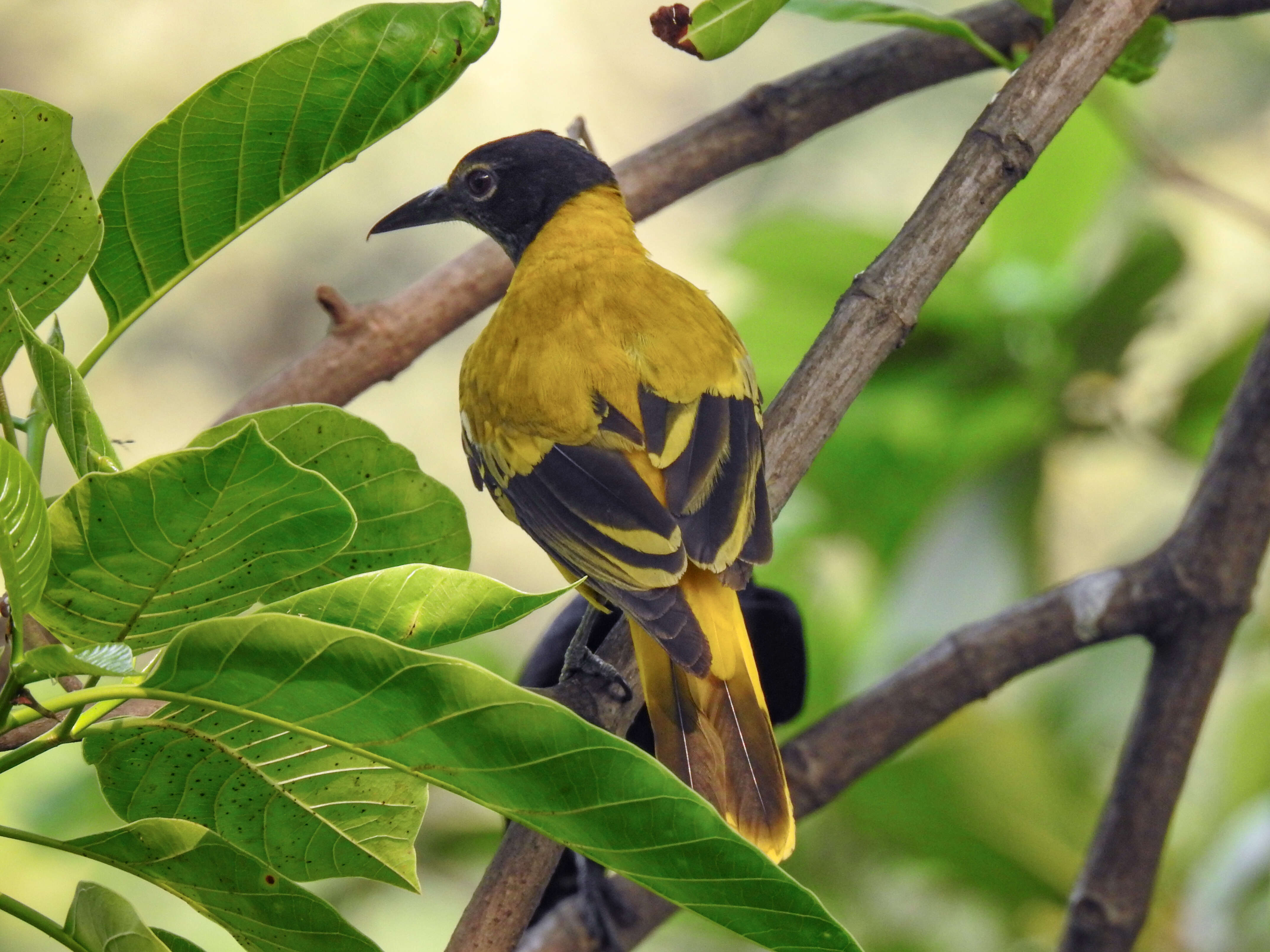 Image of Black-hooded Oriole