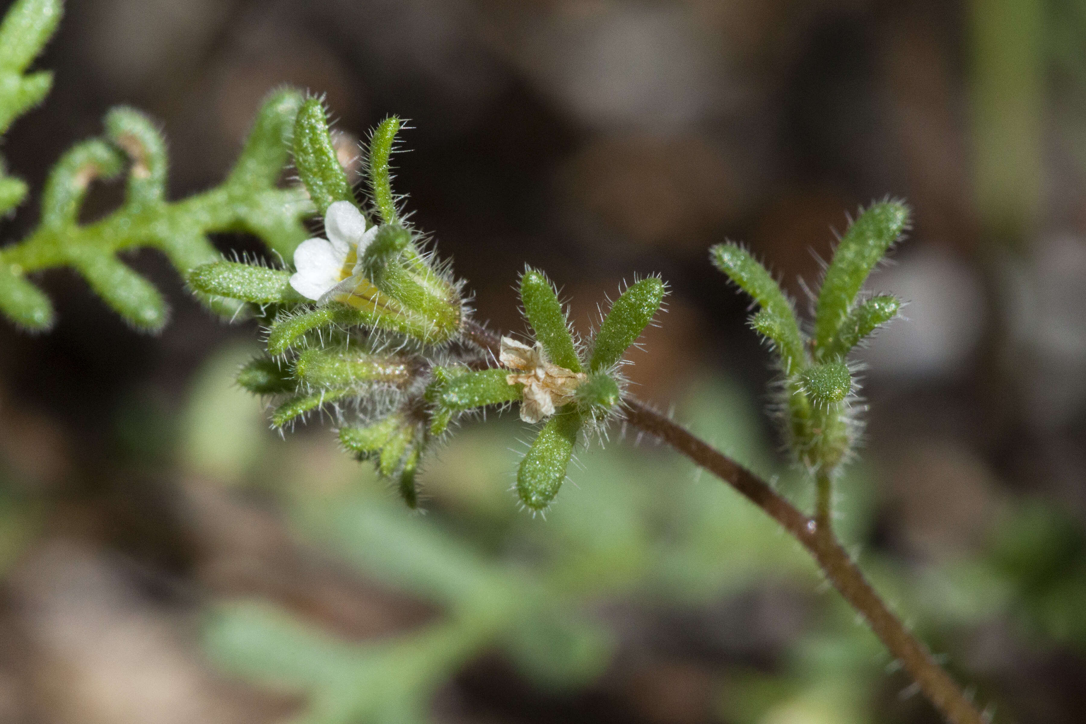 Image de Phacelia ivesiana Torr.