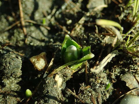 Image of Scilla mischtschenkoana Grossh.