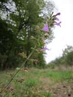 Image of Wood calamint