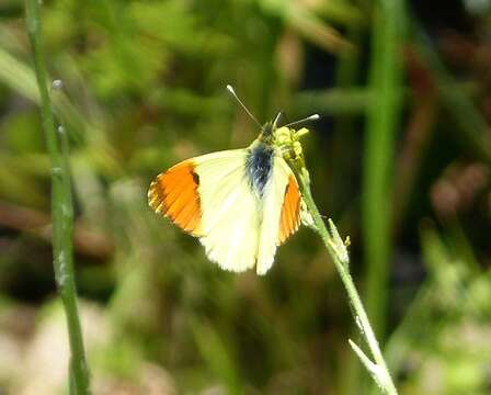 Image of Moroccan Orange Tip