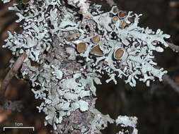 Image of Lattice tube lichen