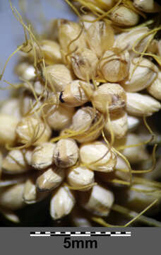 Image of Foxtail millet