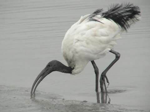 Image of Black-headed Ibis