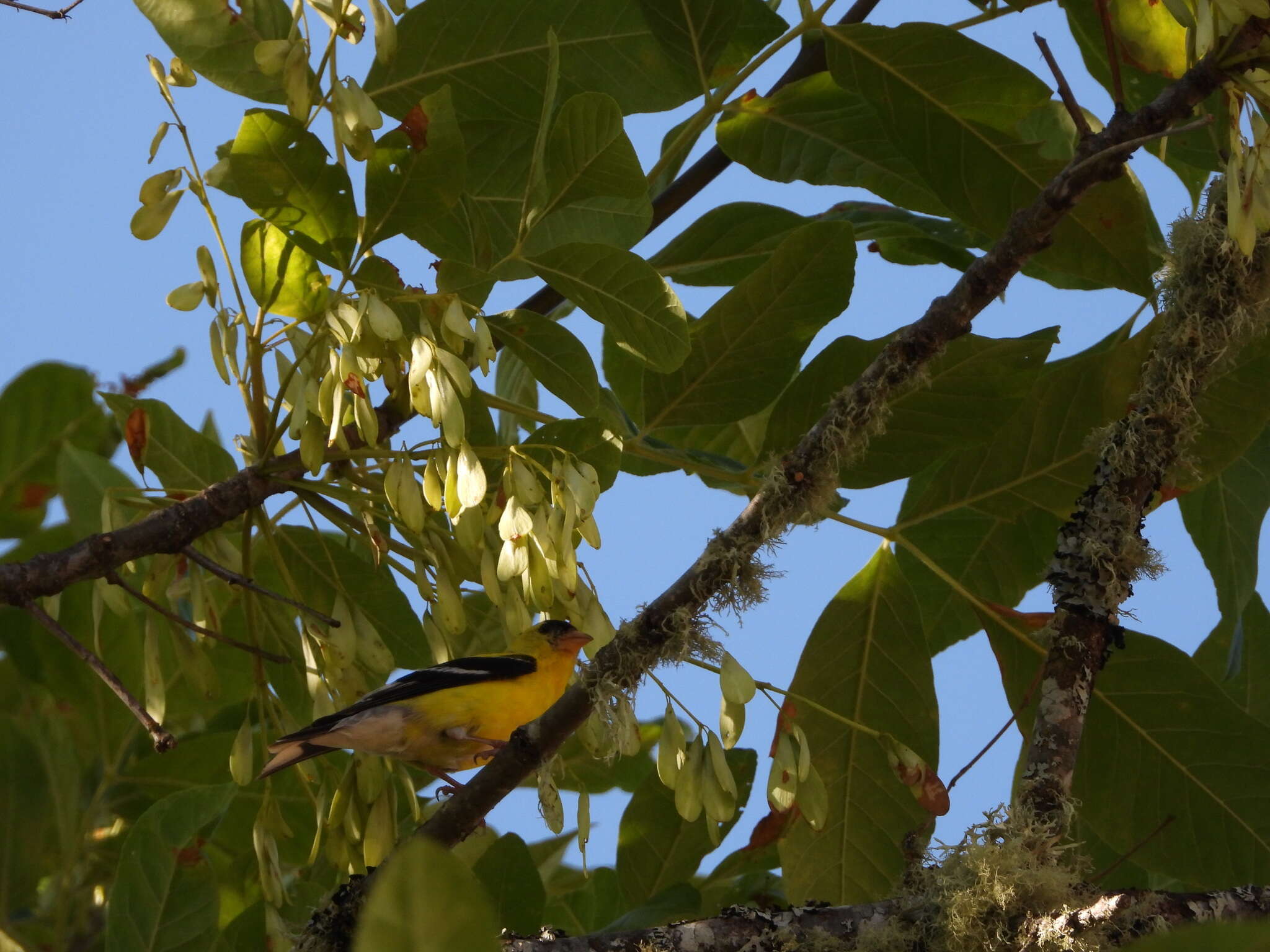 Image of American Goldfinch