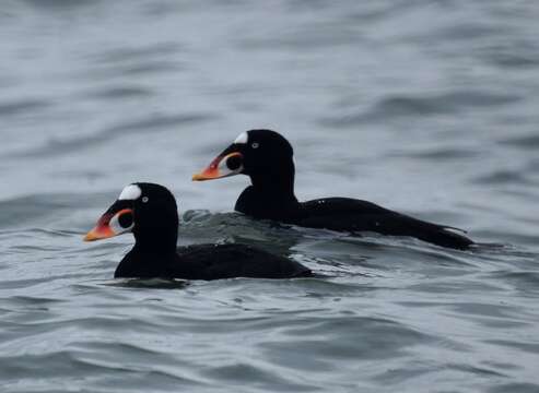 Image of scoter