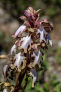 Image of Giant Orchid