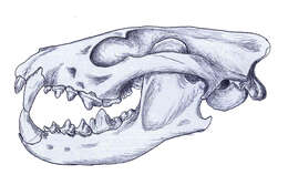 Image of Hesperocyoninae