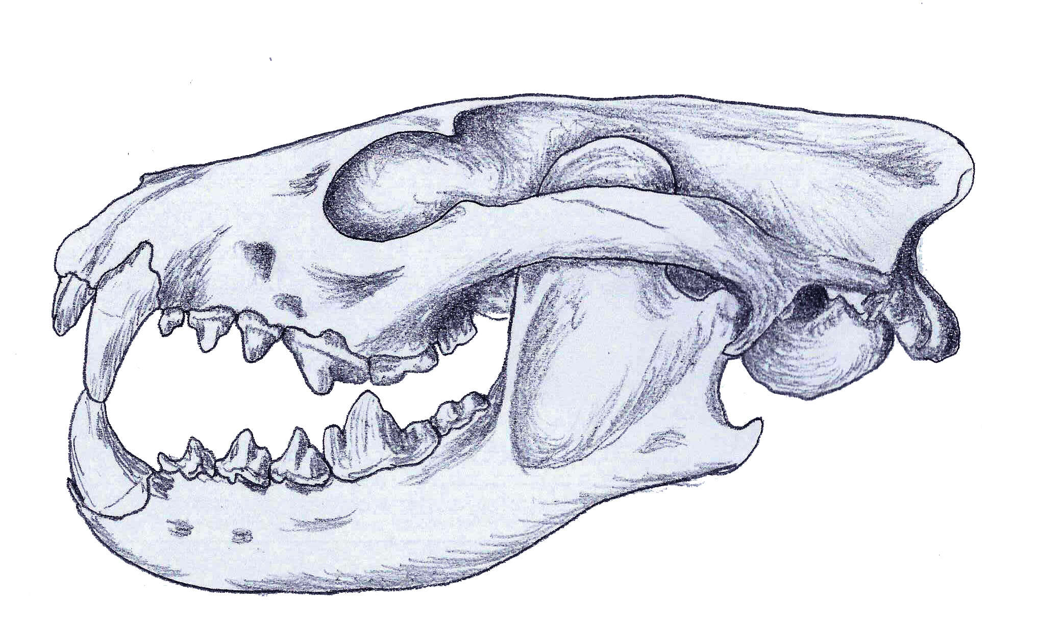 Image of Hesperocyoninae