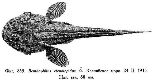 Image de Benthophilus ctenolepidus Kessler 1877
