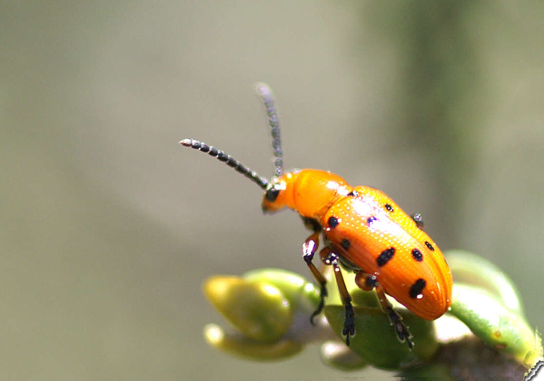 Image of Spotted asparagus beetle