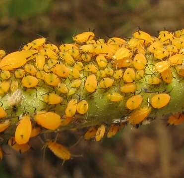 Image of Aphid