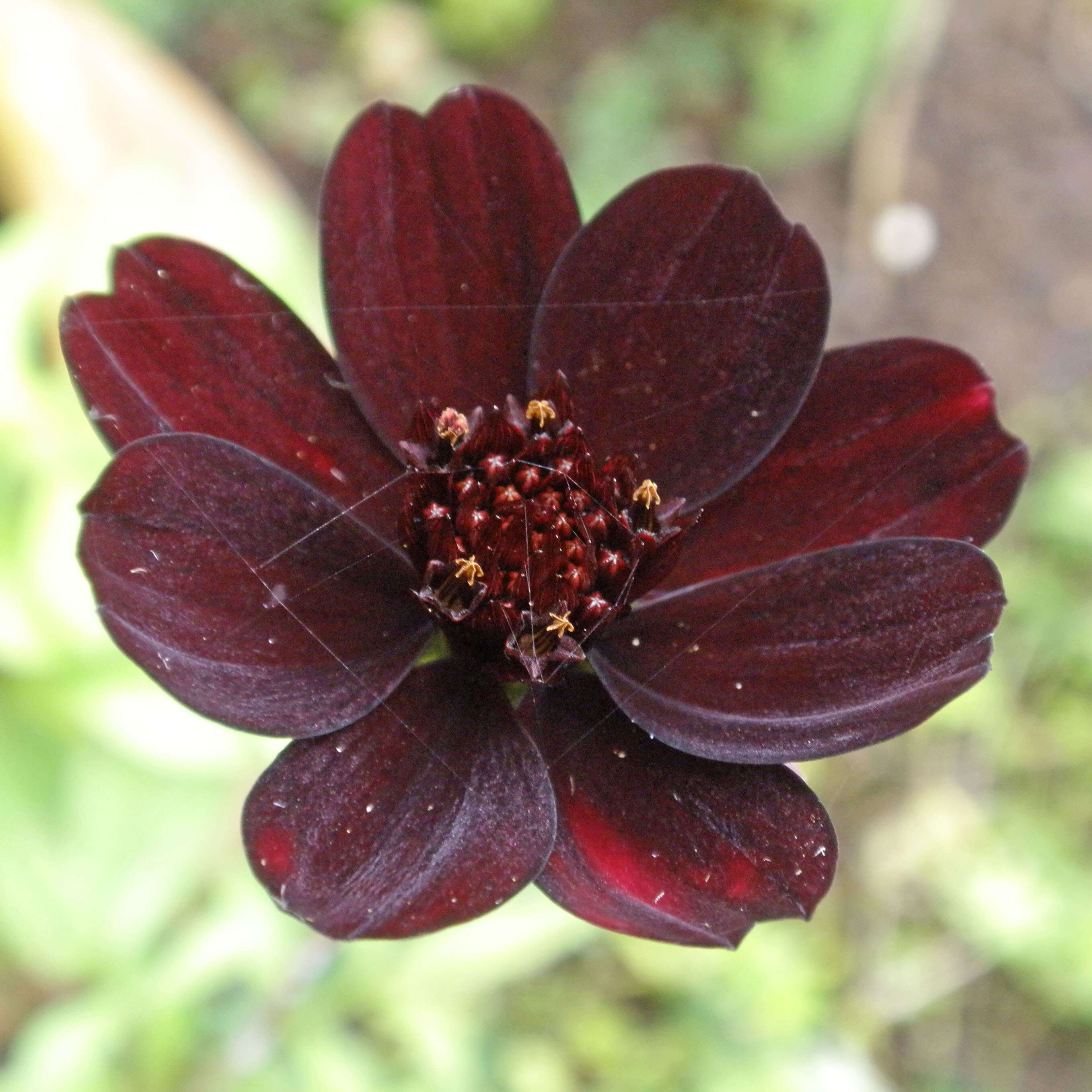 Image of Chocolate Cosmos