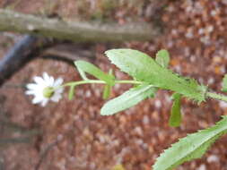 صورة Leucanthemum ircutianum (Turcz.) DC.