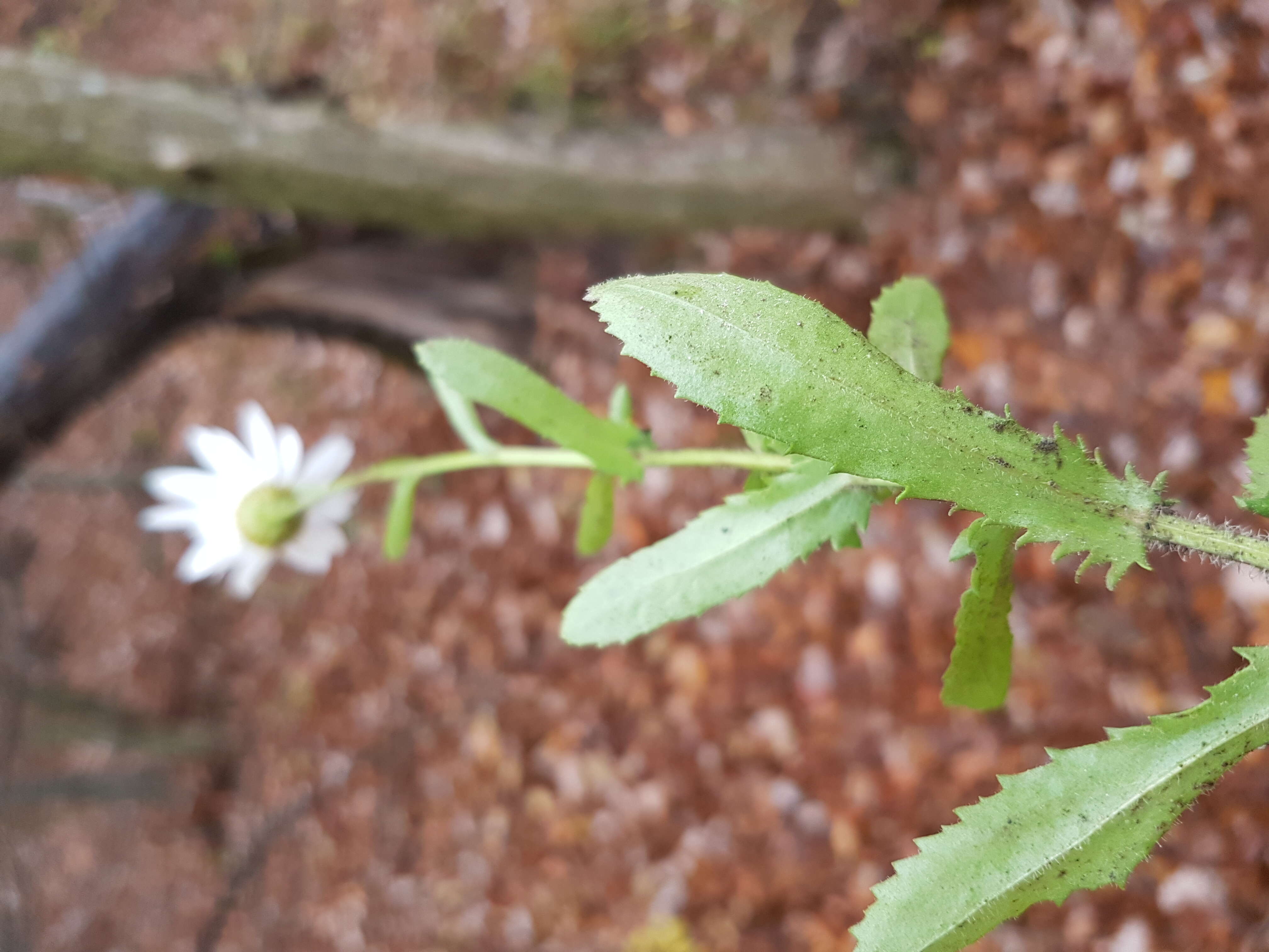 صورة Leucanthemum ircutianum (Turcz.) DC.