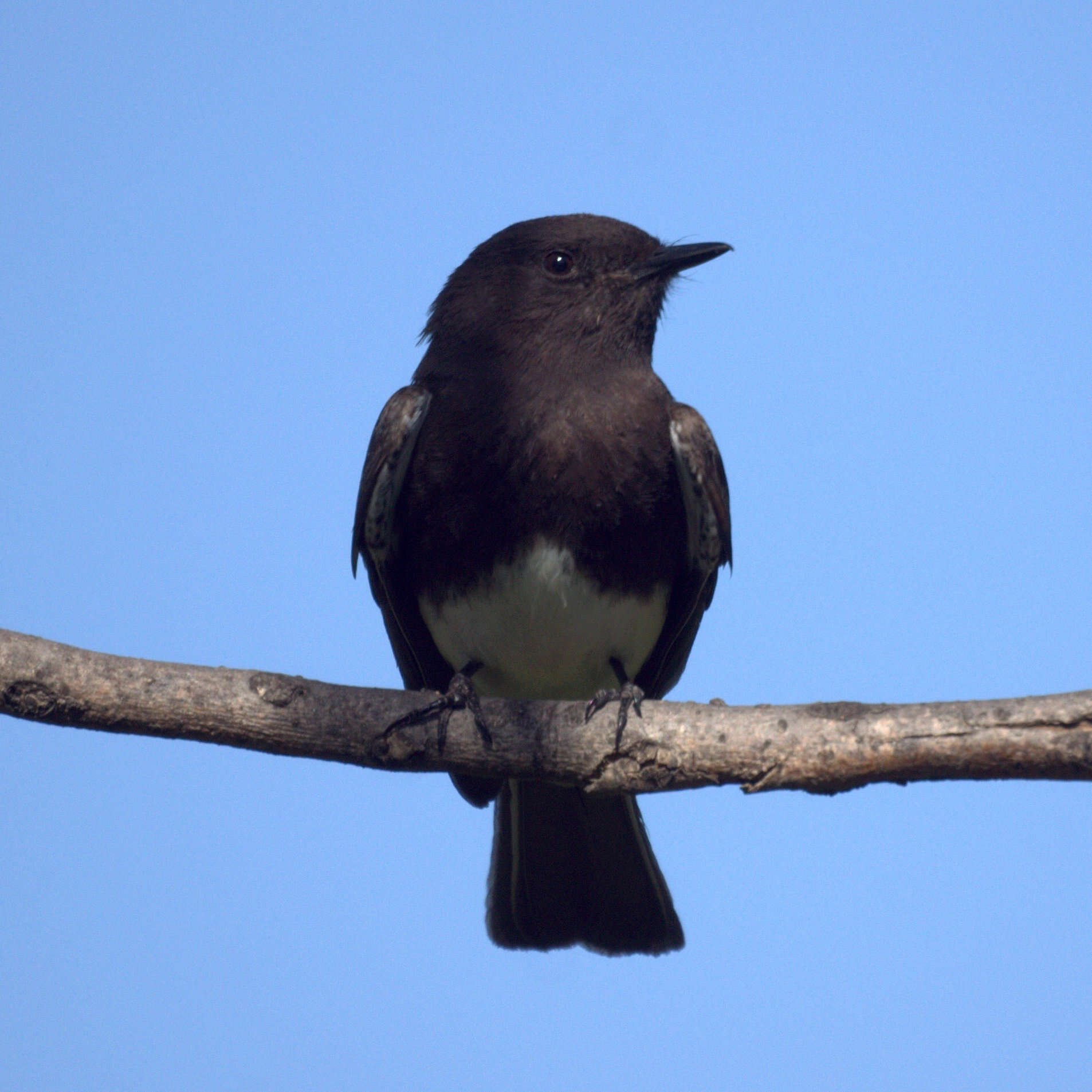 Imagem de Sayornis nigricans (Swainson 1827)