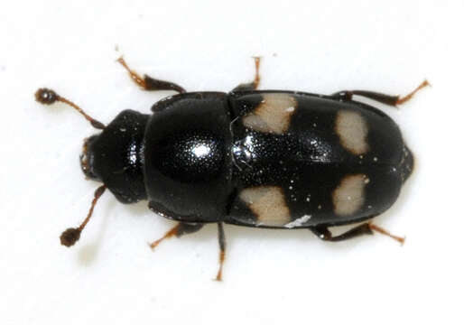 Image of Four-spotted Sap Beetle