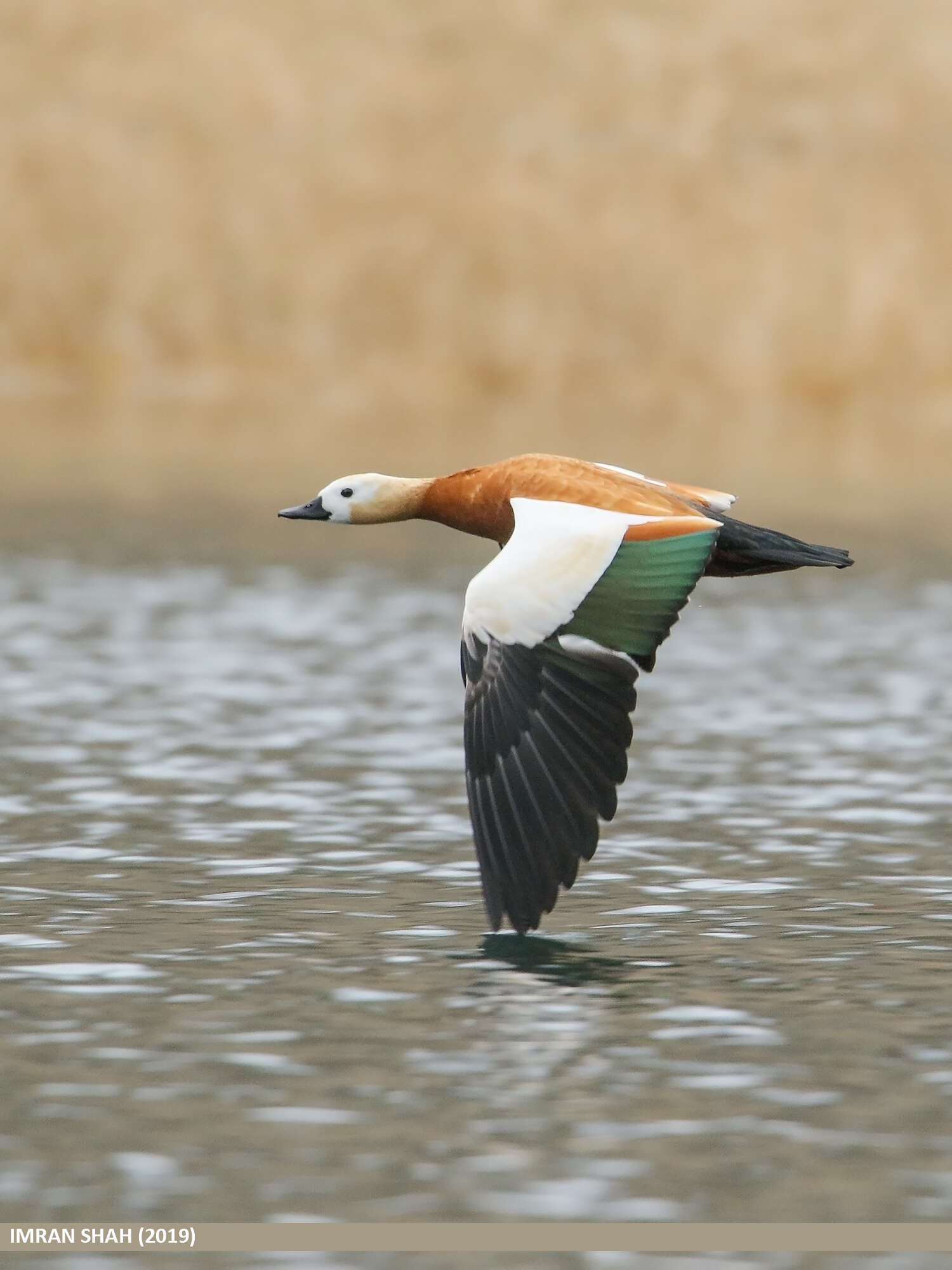 Image of Ruddy Shelduck