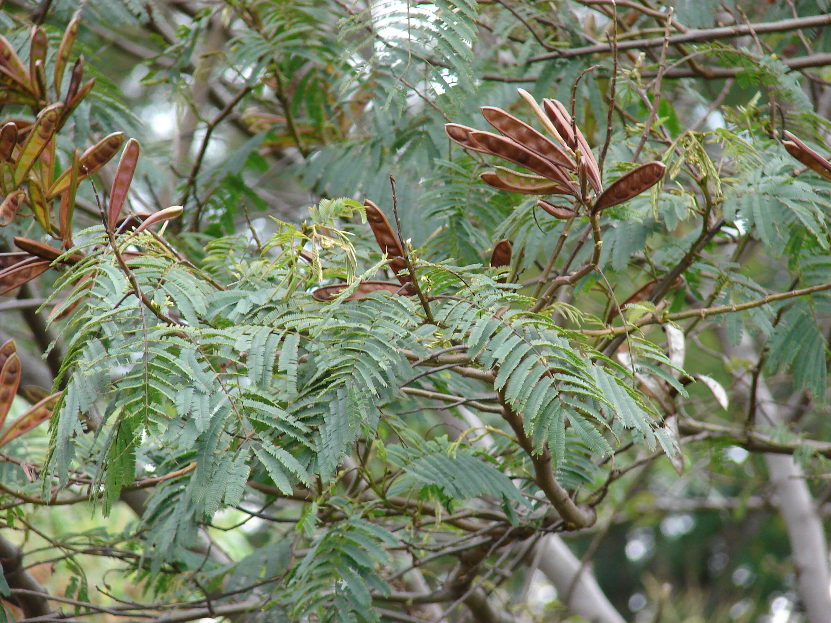 Image de Calliandra houstoniana (Mill.) Standl.