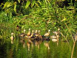 Image of Lesser Whistling Duck