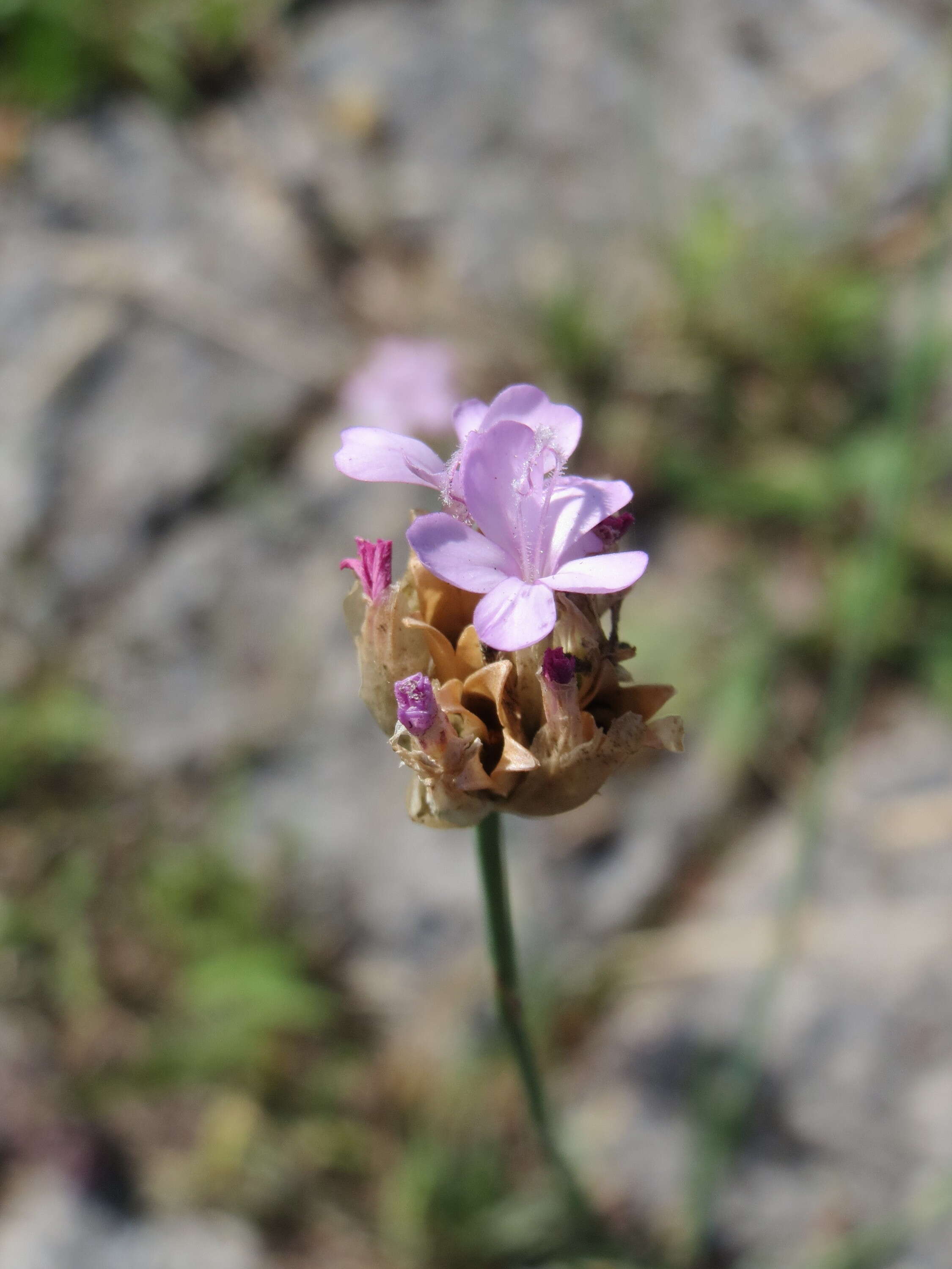 Image of Proliferous Pink