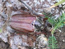 Image of Common cockchafer