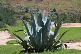 Image of Aloe vera