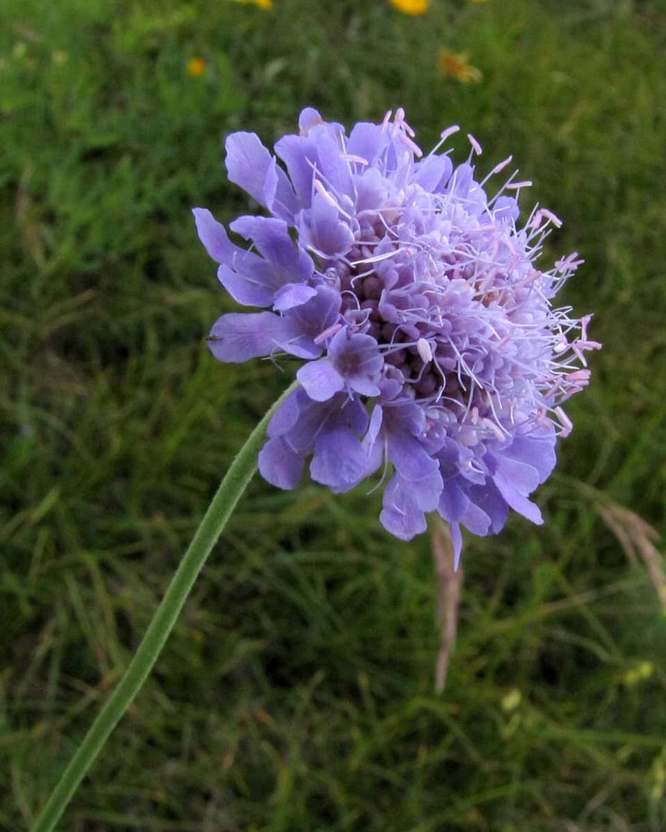 Image of glossy scabious