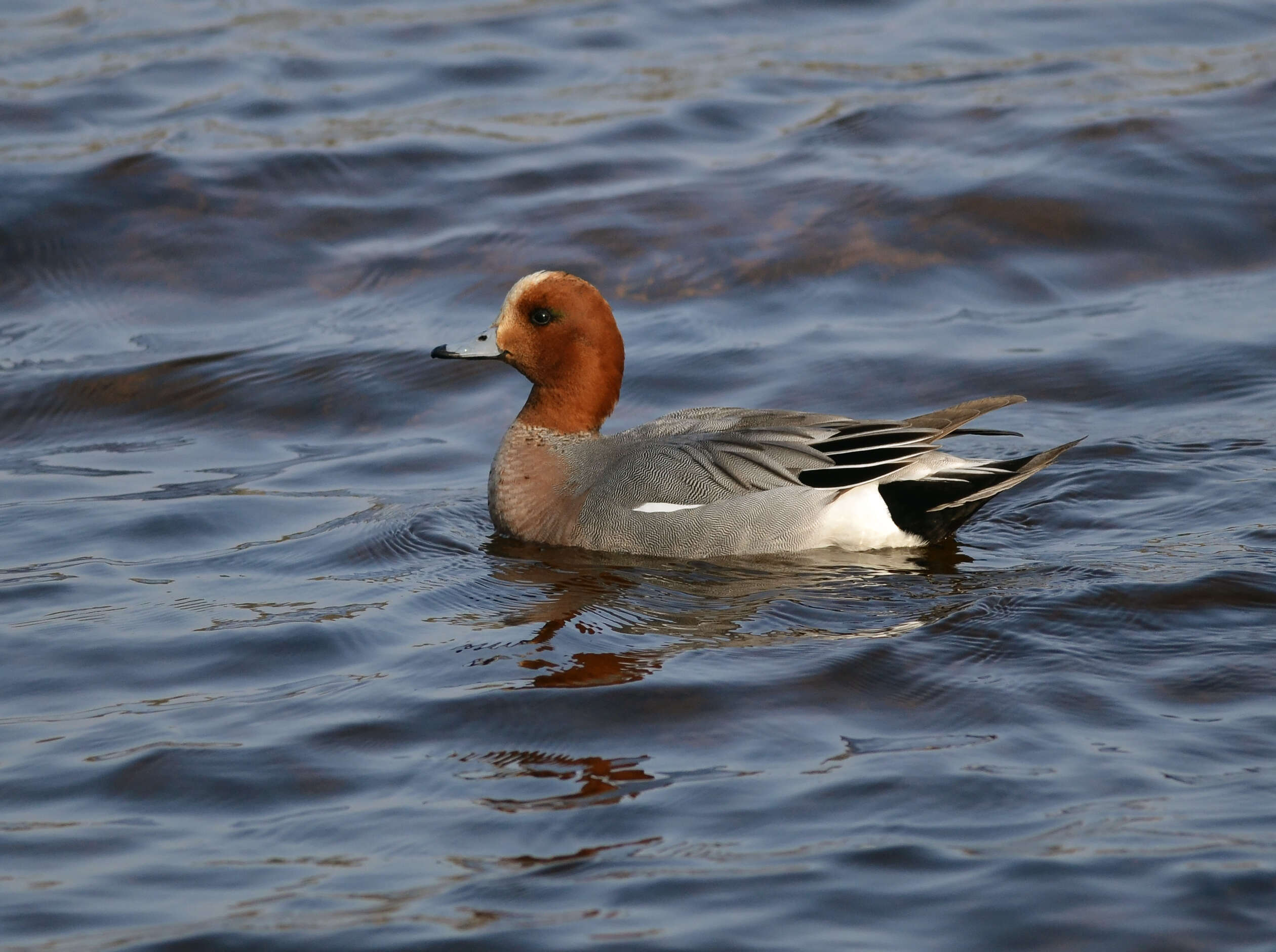 Image of Eurasian Wigeon