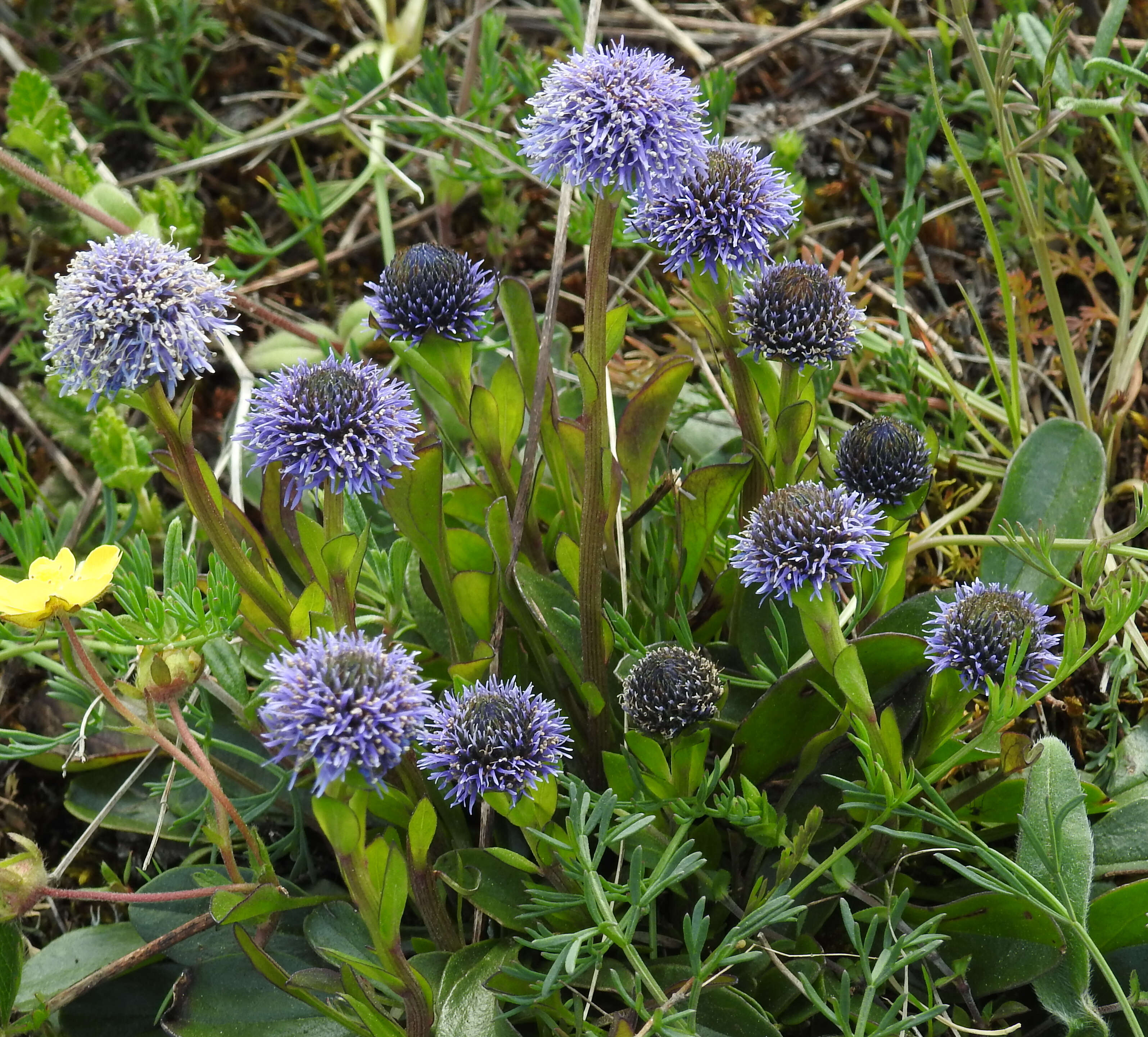 Image of Globularia bisnagarica L.