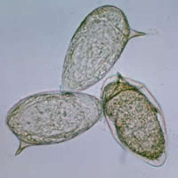 Image of Schistosoma mansoni