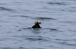 Image of Tufted Puffin