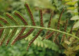 Image of Small Rasp Fern