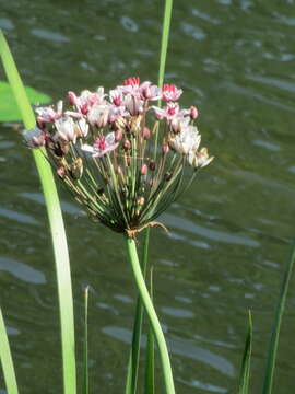 Image of flowering rush family