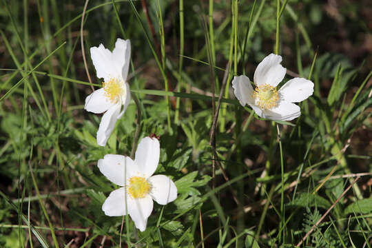 Image of Snowdrop Anemone