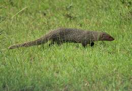 Image of Indian Gray Mongoose