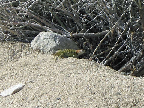 Sceloporus uniformis Phelan & Brattstrom 1955的圖片