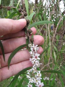 صورة Agonis flexuosa (Muhl. ex Willd.) Sweet