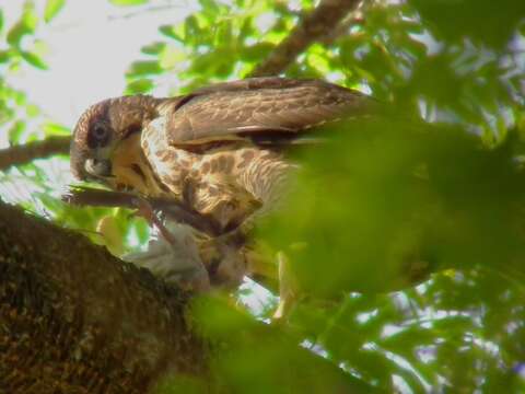 Image of Crested Goshawk