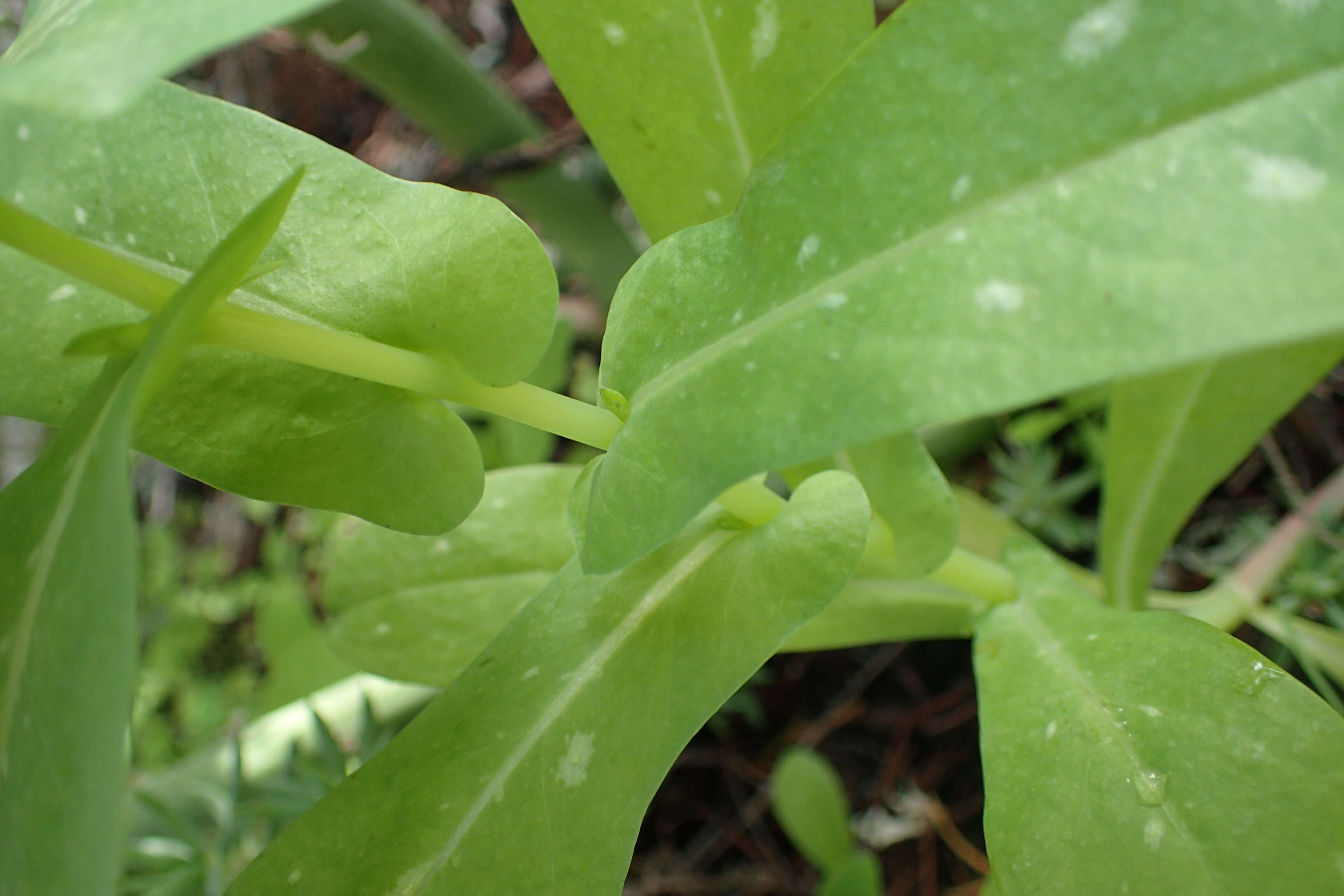 Cerinthe major L. resmi