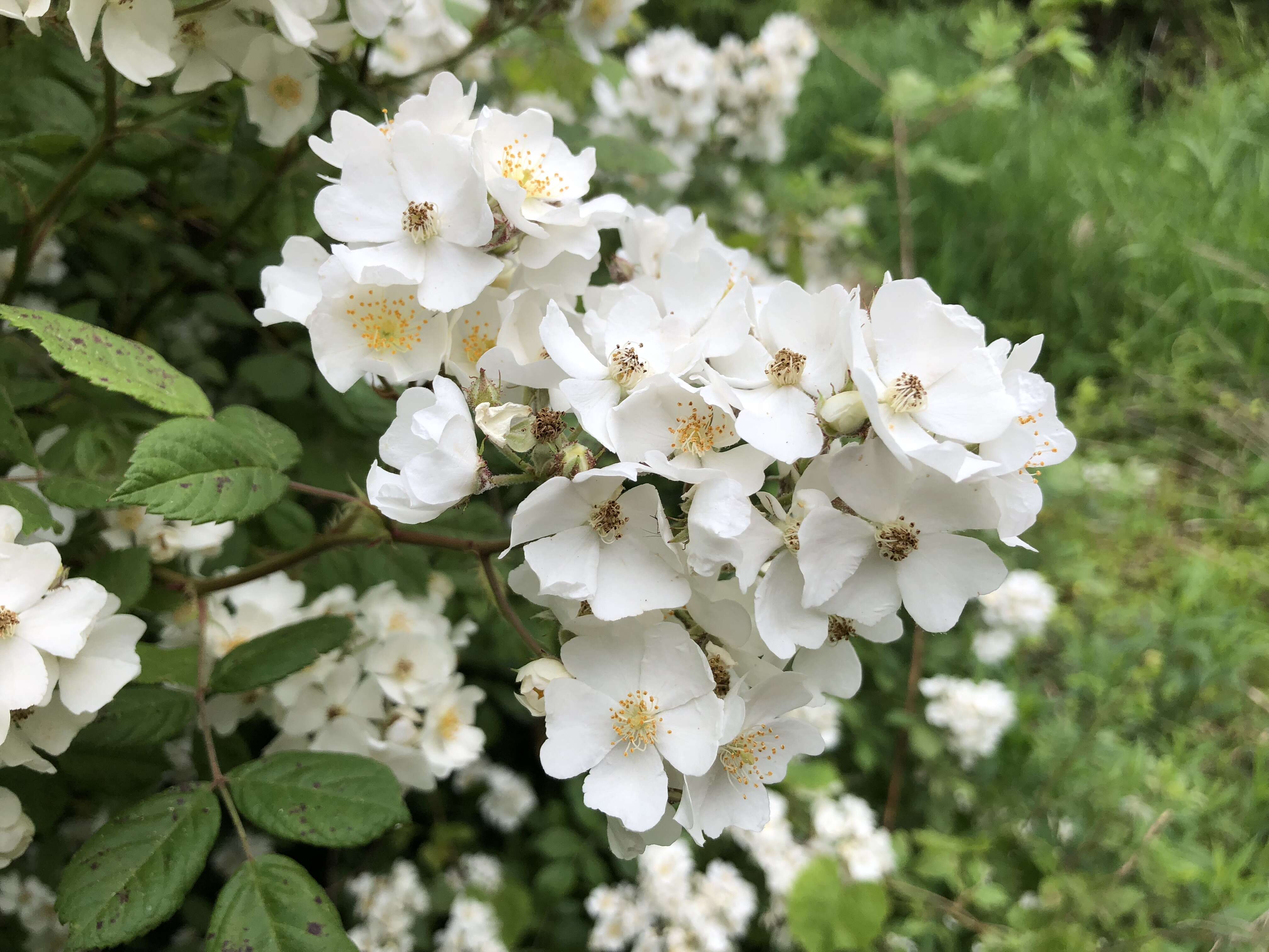 Image de Rosa multiflora Thunb.